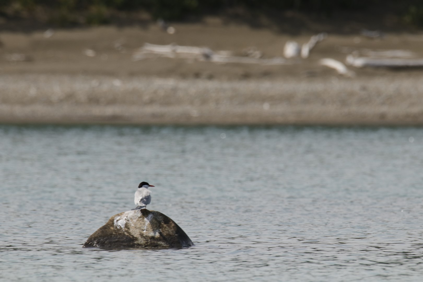 Arctic Tern