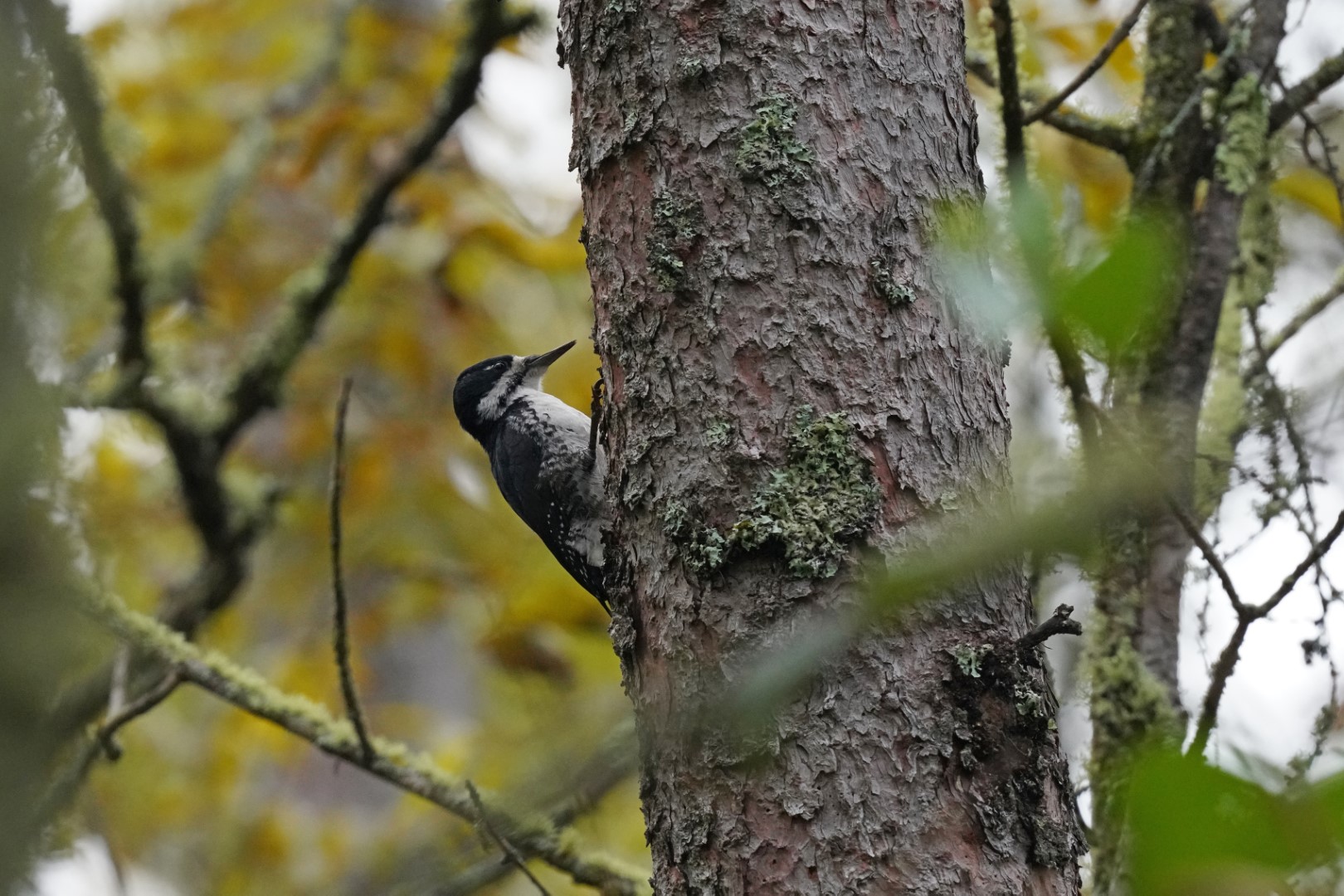 Arctic Three-toed Woodpecker
