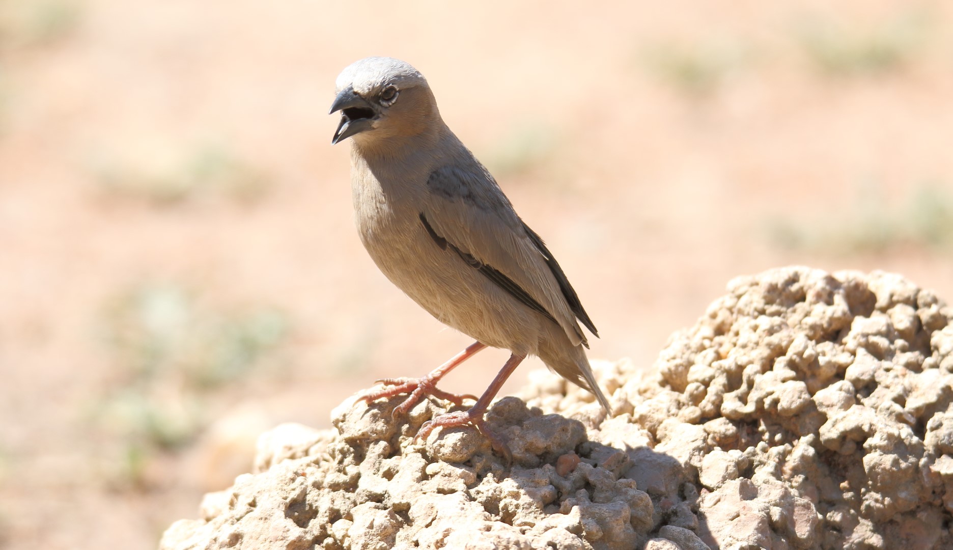 Arnaud's sparrow-lark