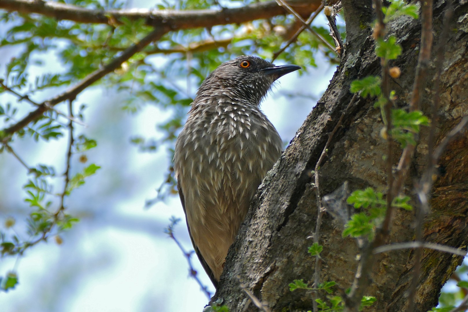 Arrow-marked babbler