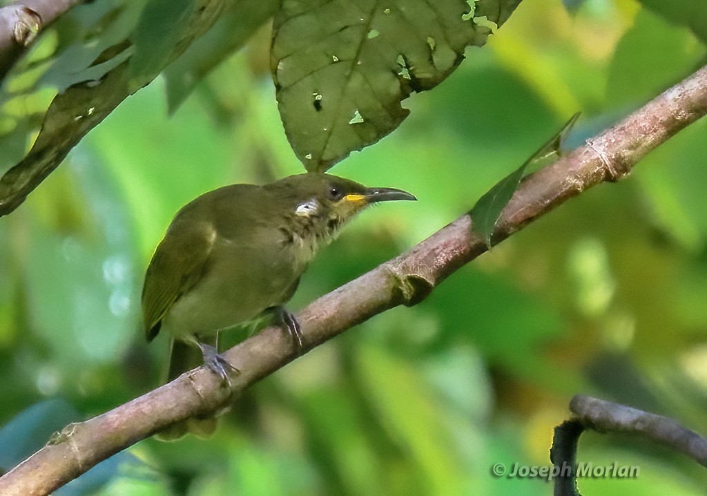 Aru Honeyeater