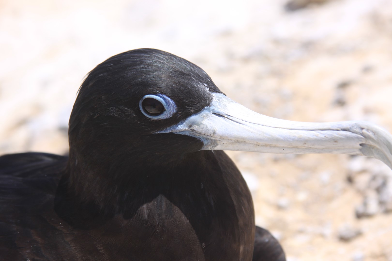 Ascension frigatebird