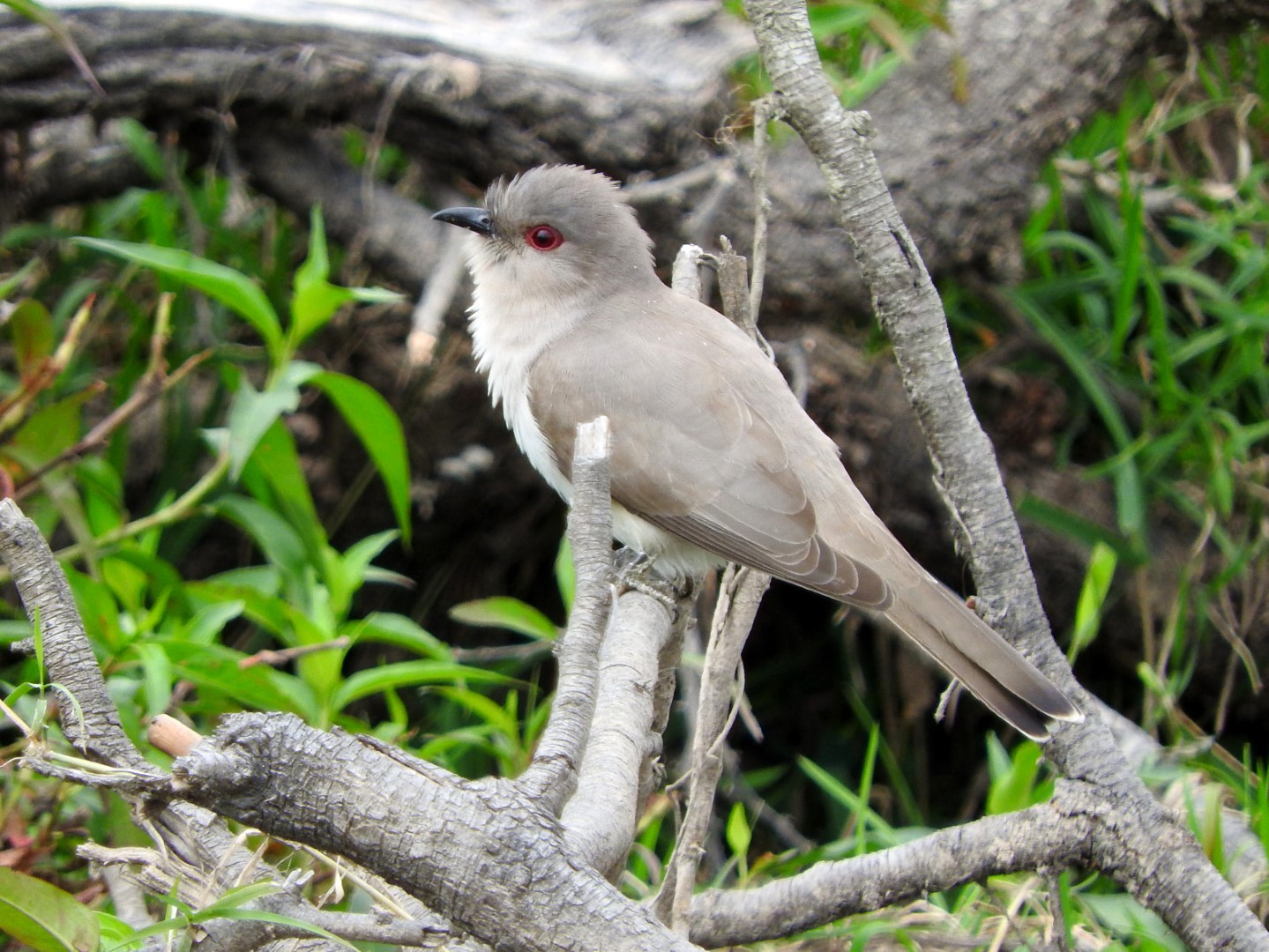 Ash-colored Cuckoo