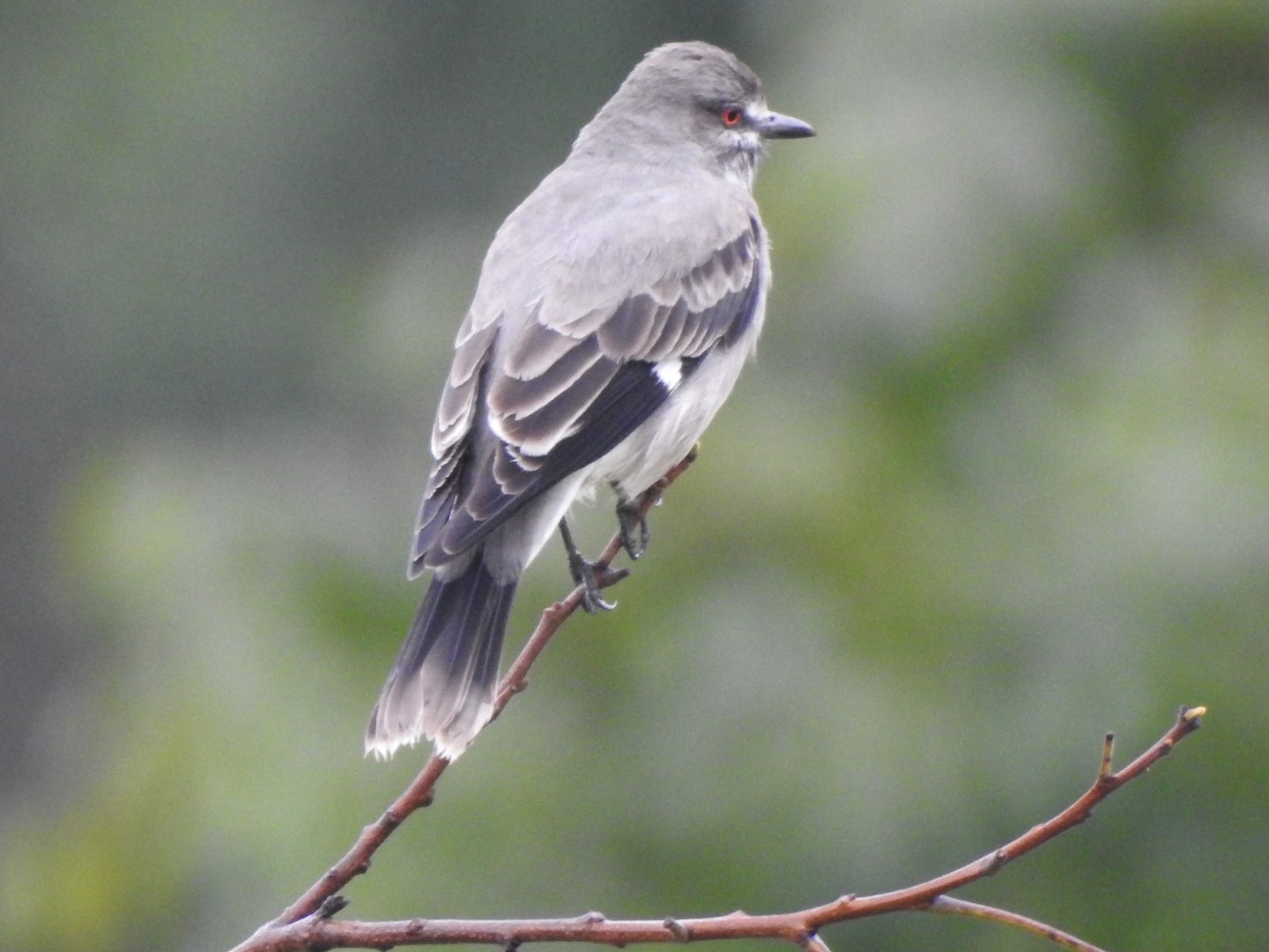 Ash-throated Antwren
