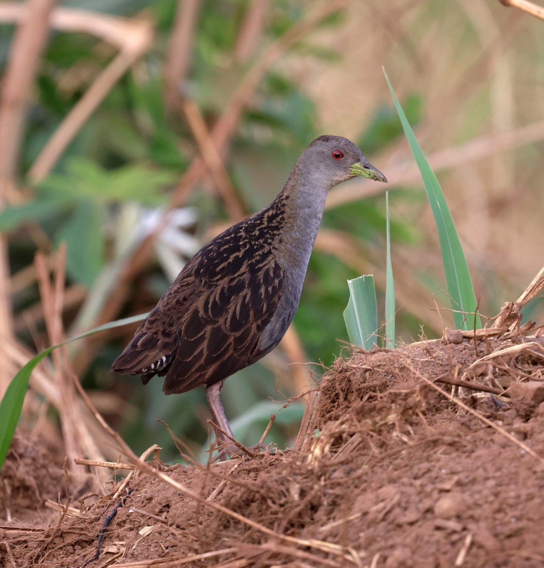 Ash-throated Crake