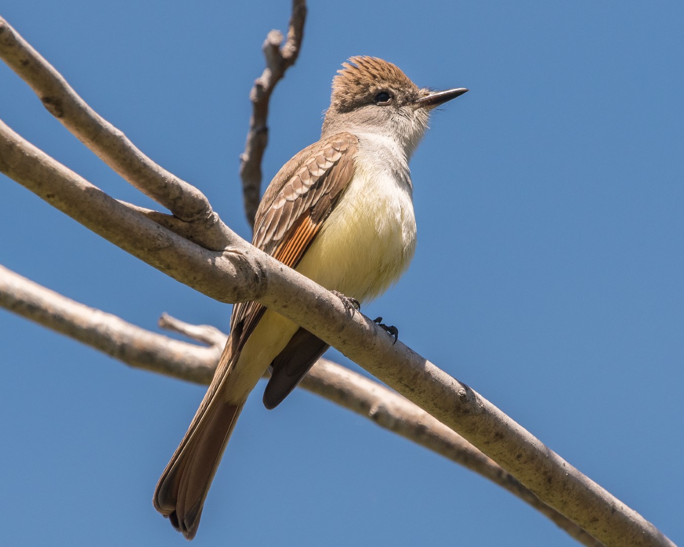 Ash-throated Flycatcher