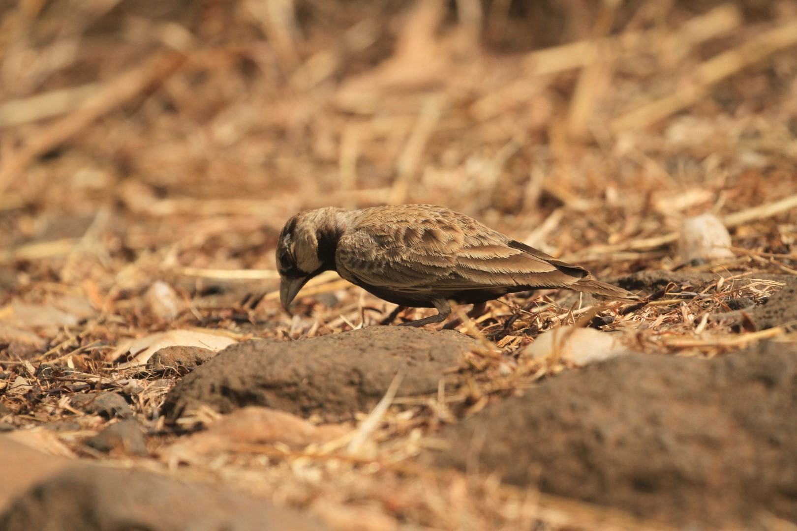 Ashy-crowned Sparrow-Lark