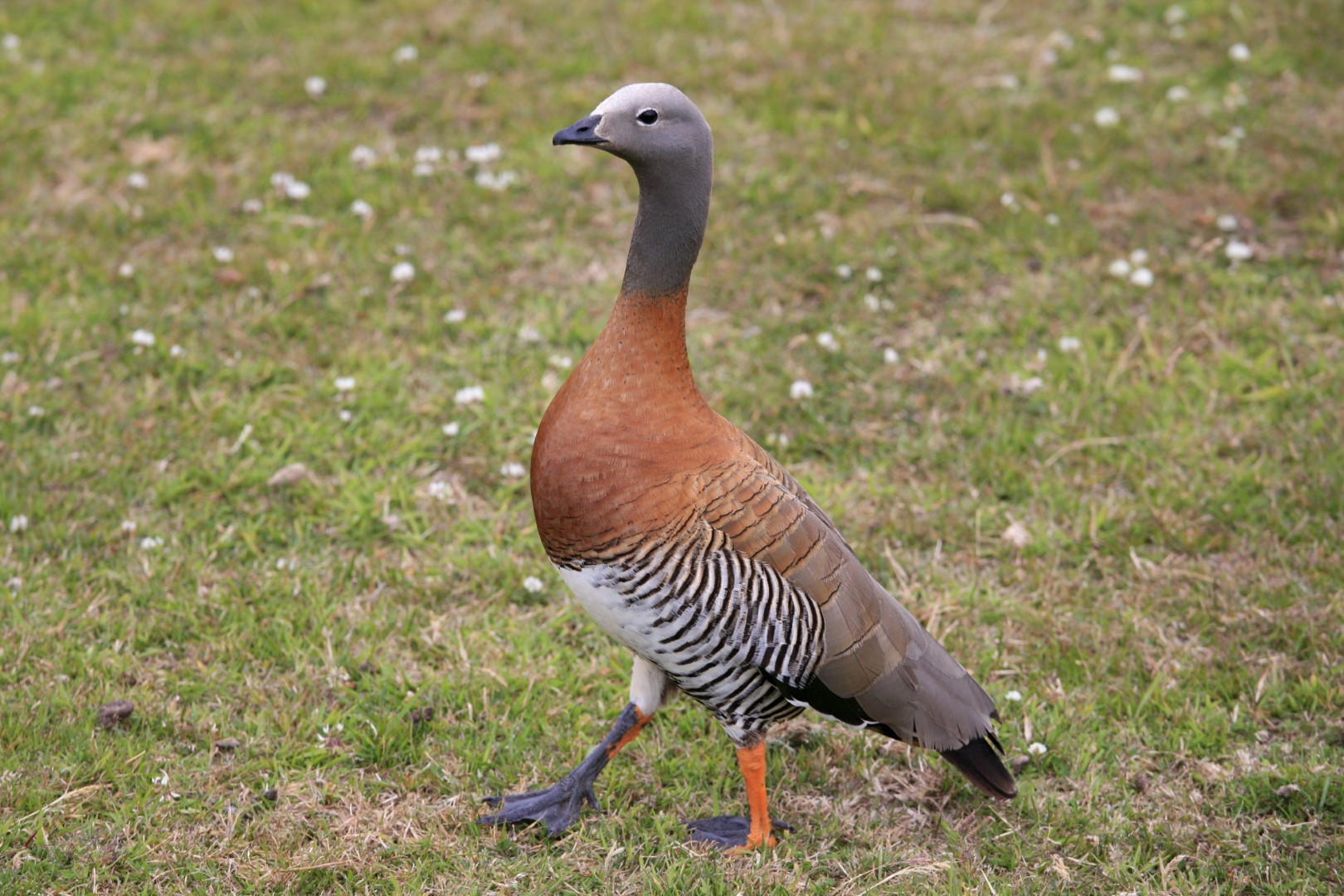 Ashy-headed Goose