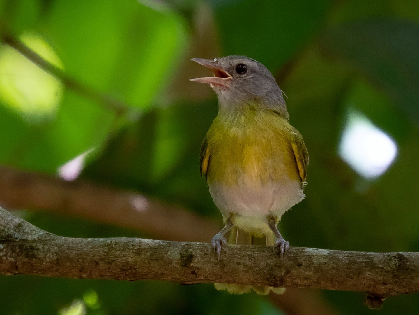 Ashy-headed Greenlet