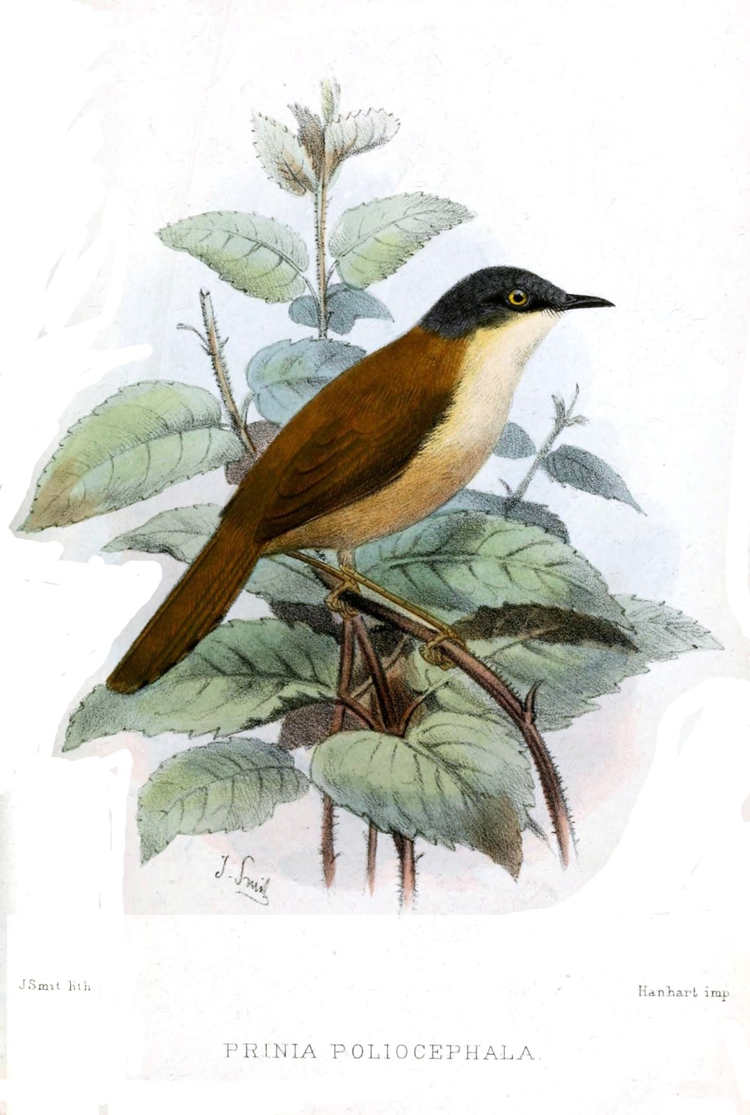 Ashy Prinia
