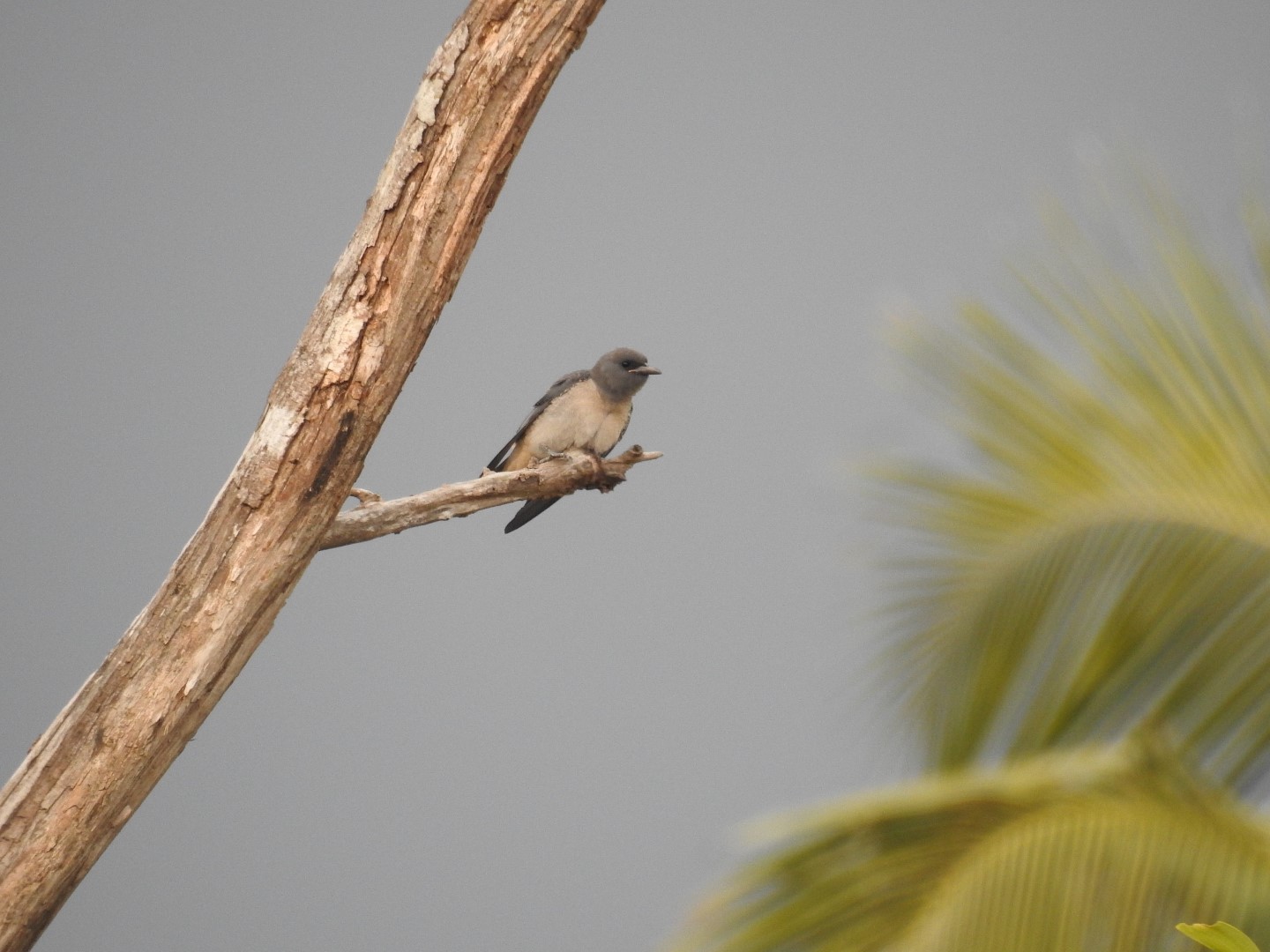 Ashy Woodswallow