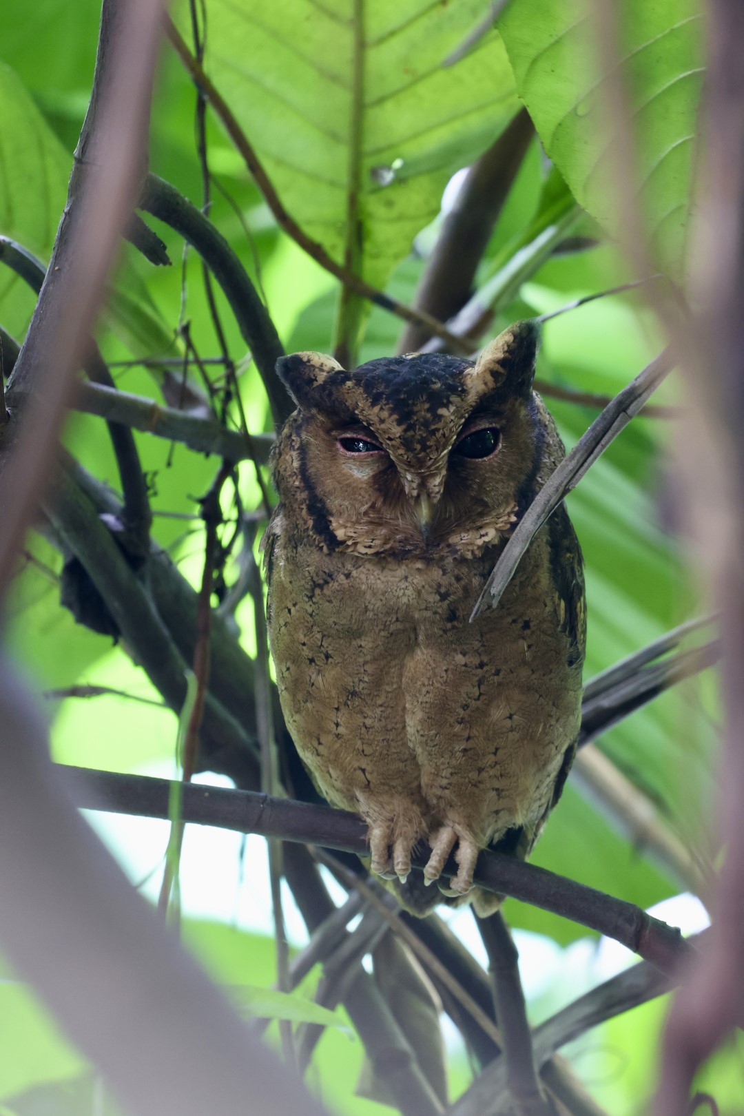 Asian Barred Owlet