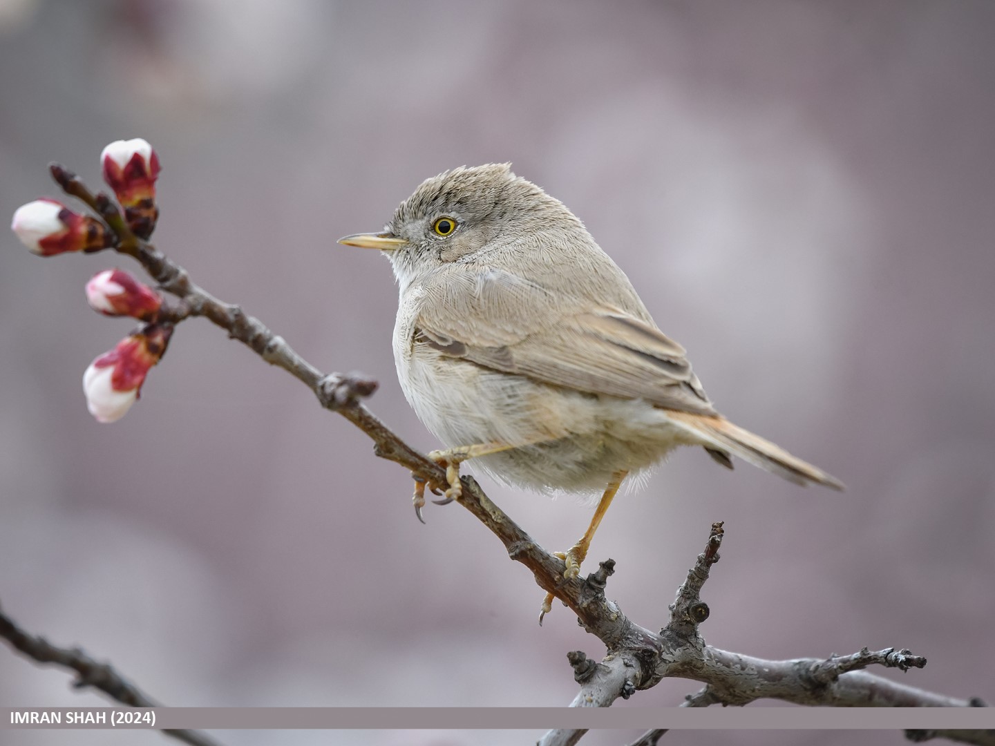 Asian Desert Warbler