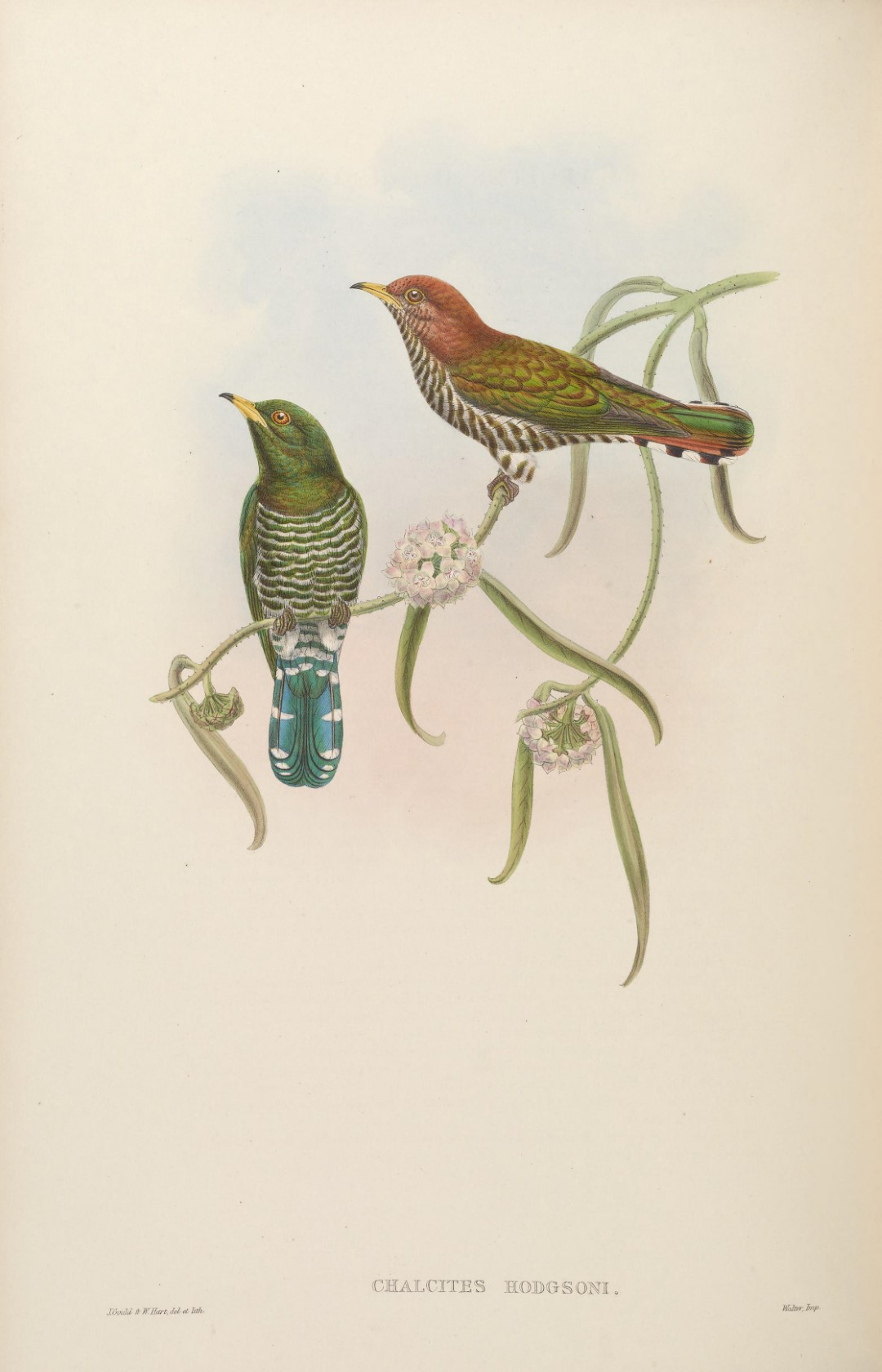 Asian emerald cuckoo