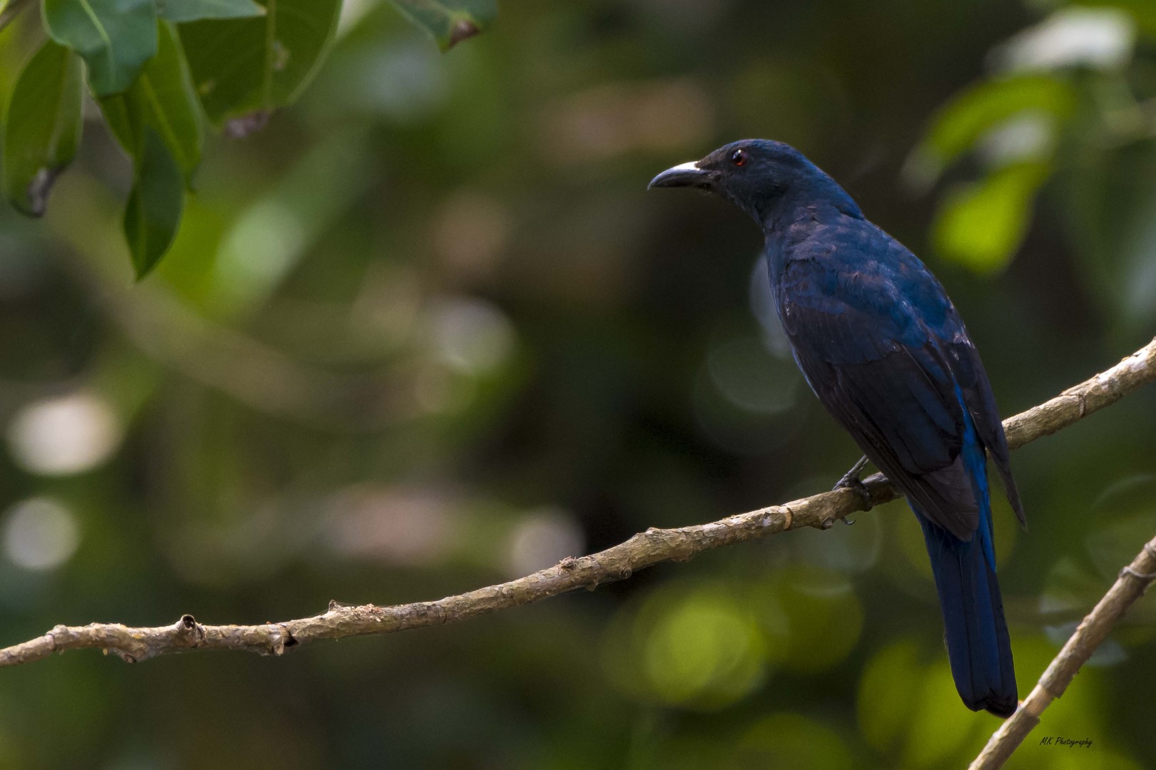 Asian Fairy-bluebird