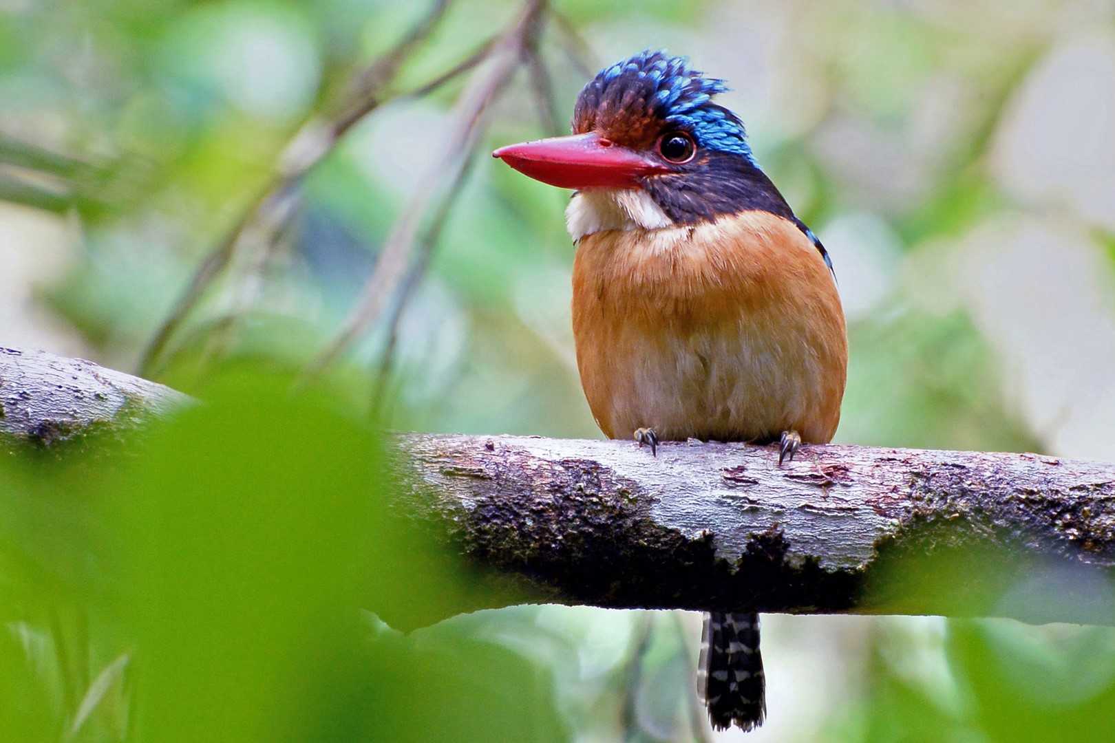 Asian Fairy-bluebird