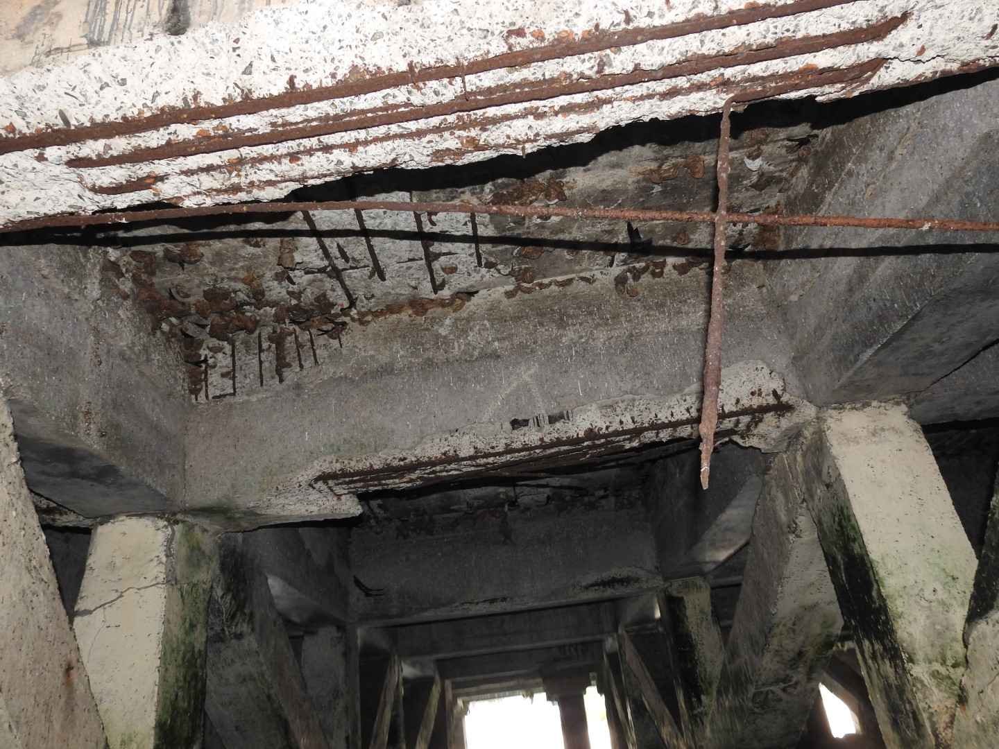 Asian Glossy Swiftlet