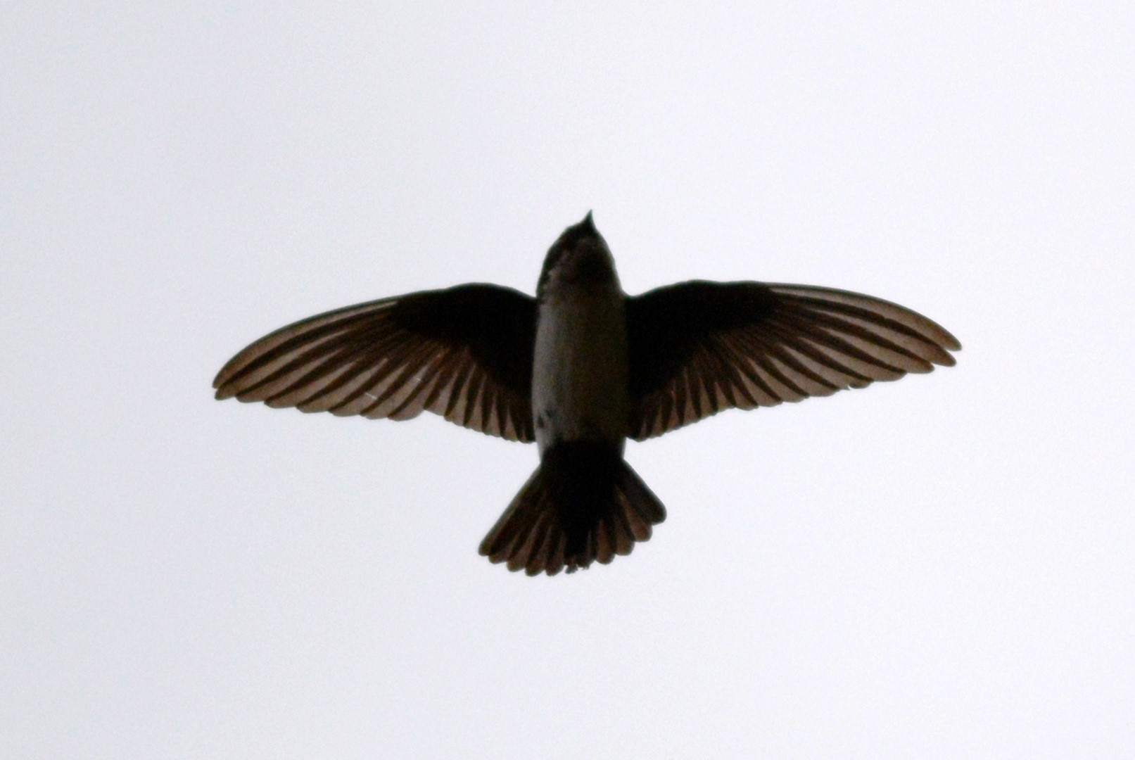 Asian House Martin