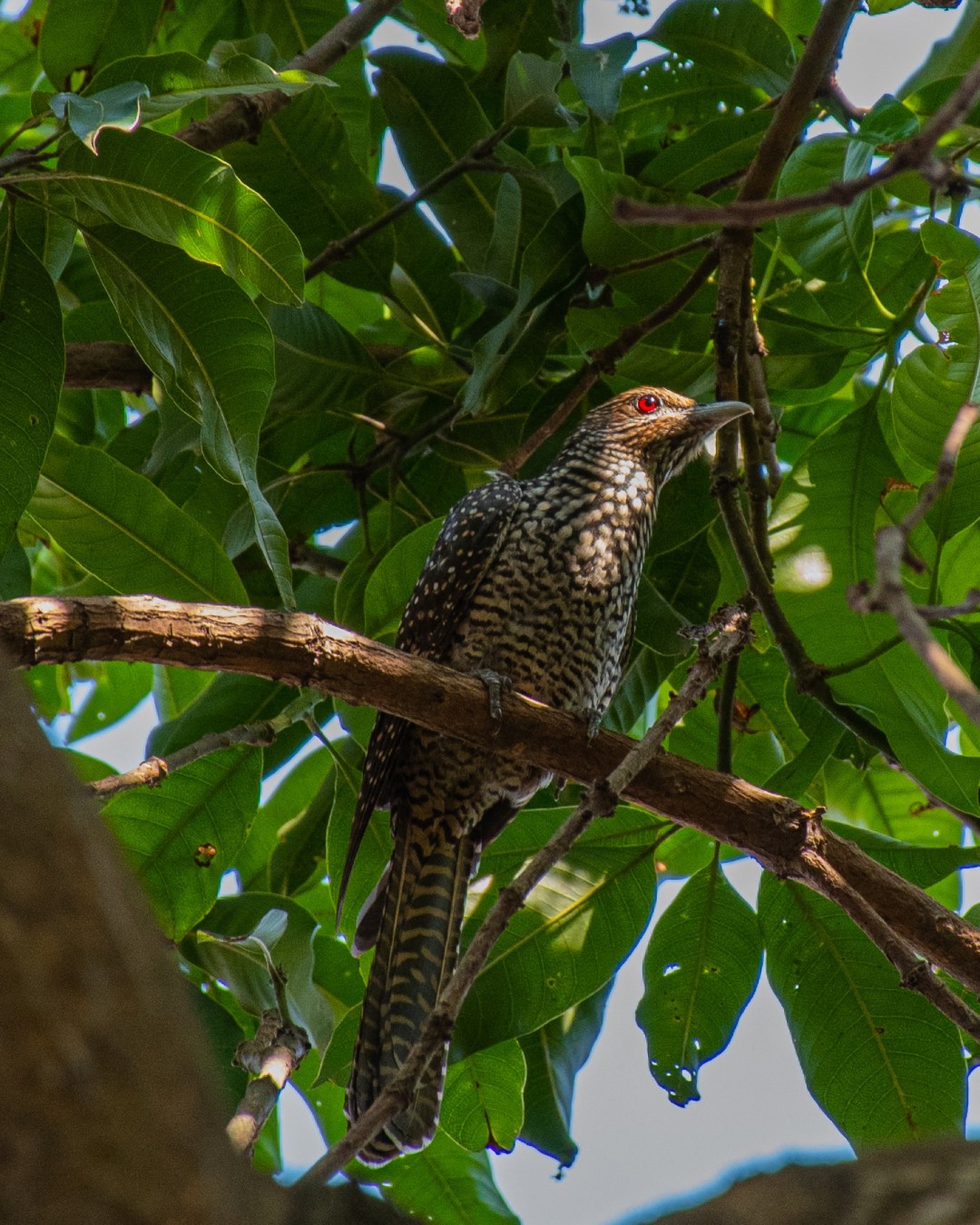 Asian Koel