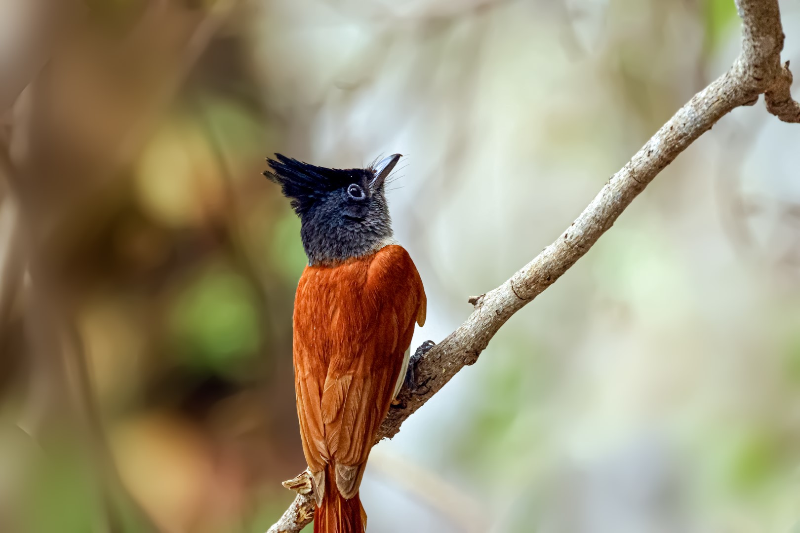Asian Paradise Flycatcher