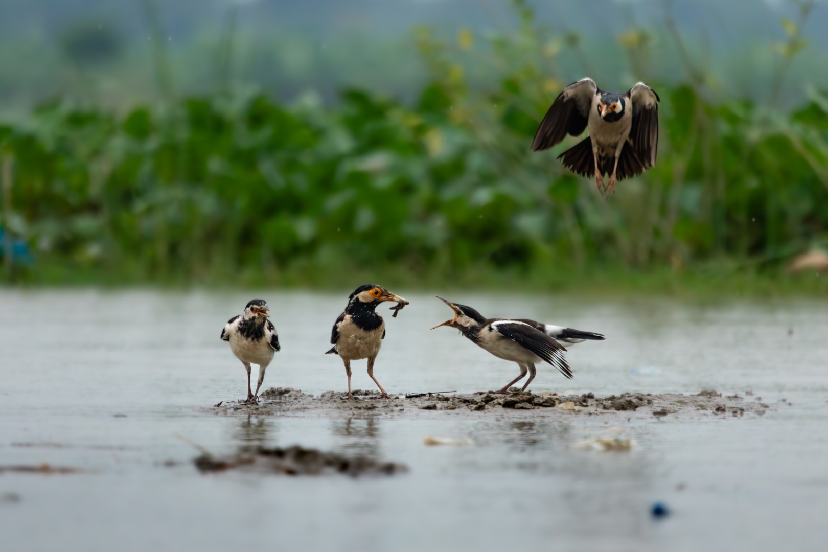 Asian Pied Starling