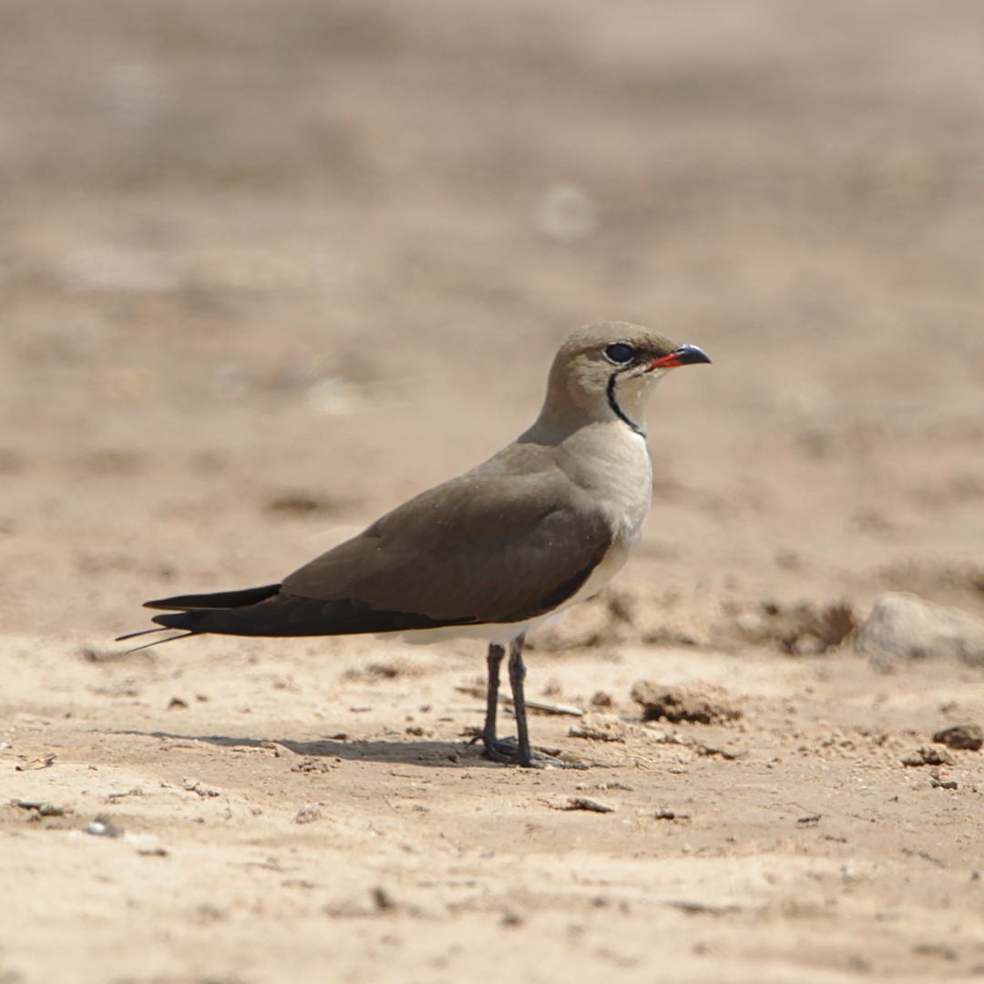 Asian Pratincole