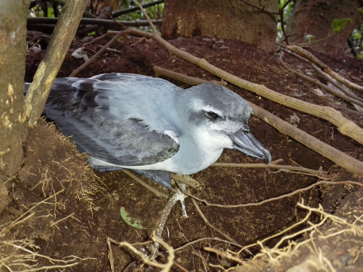 Atlantic petrel