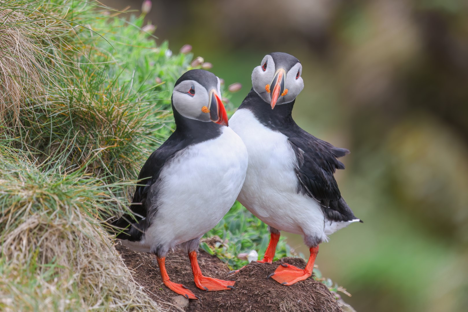 Atlantic Puffin