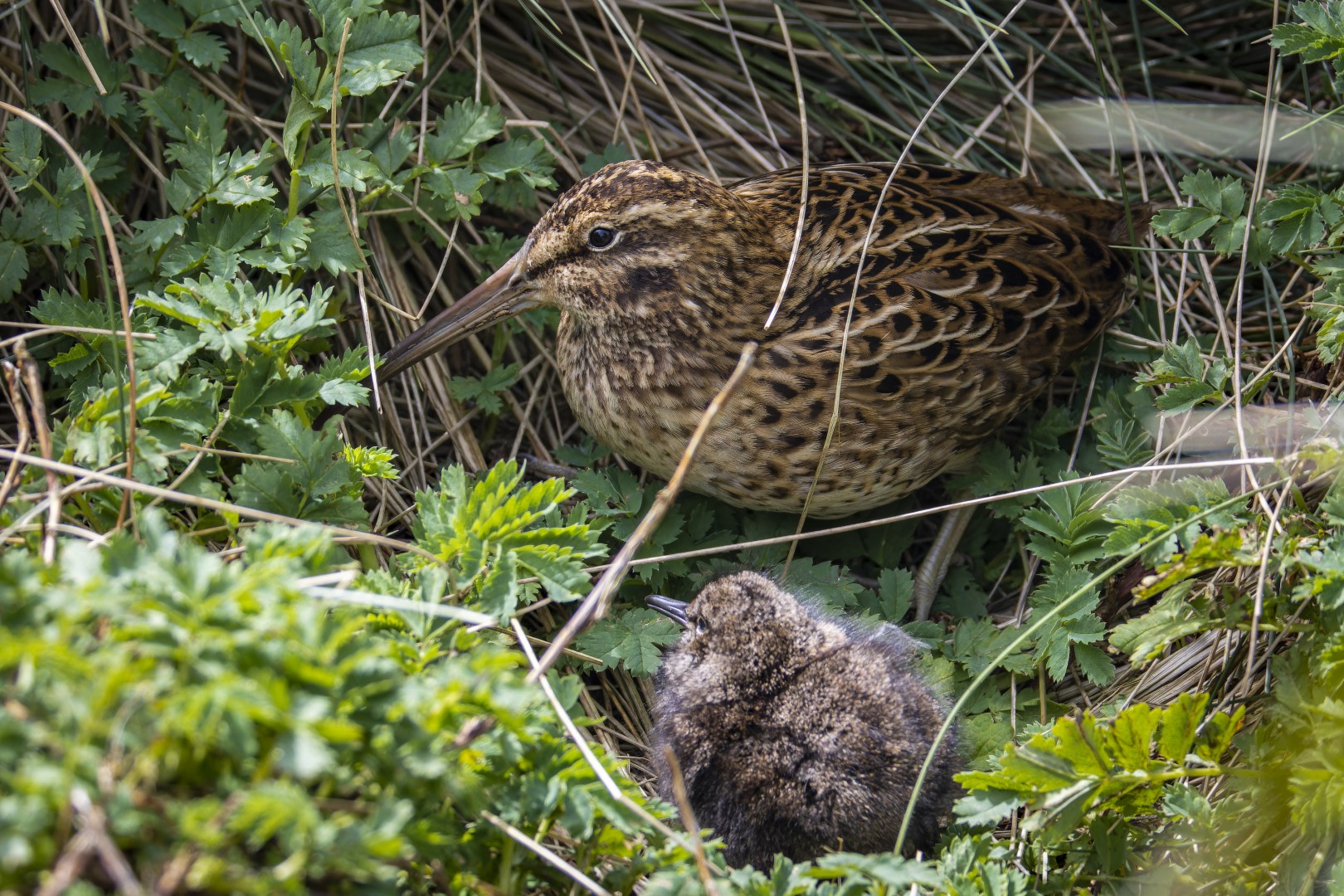 Auckland Islands snipe