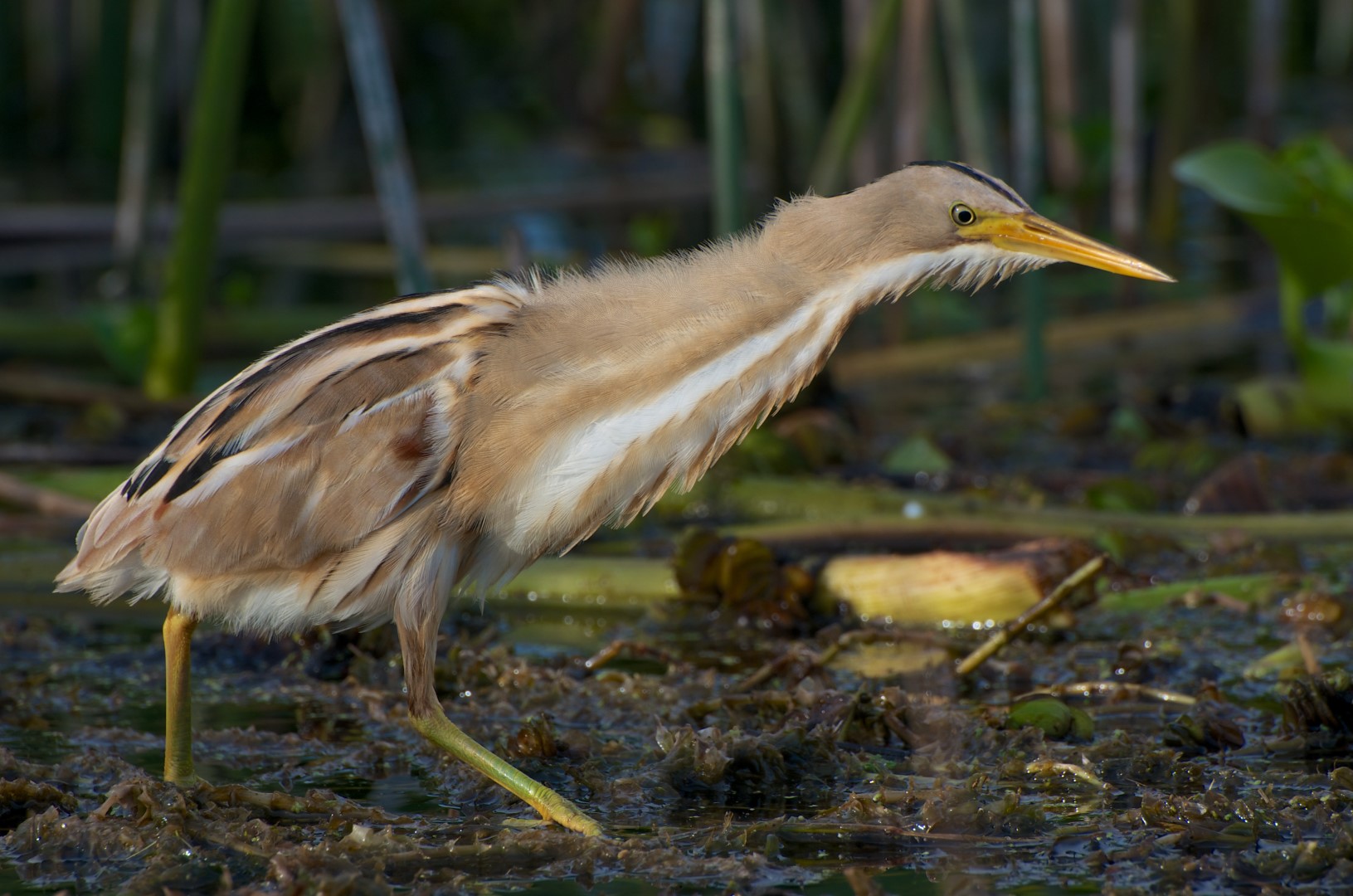Australasian Bittern