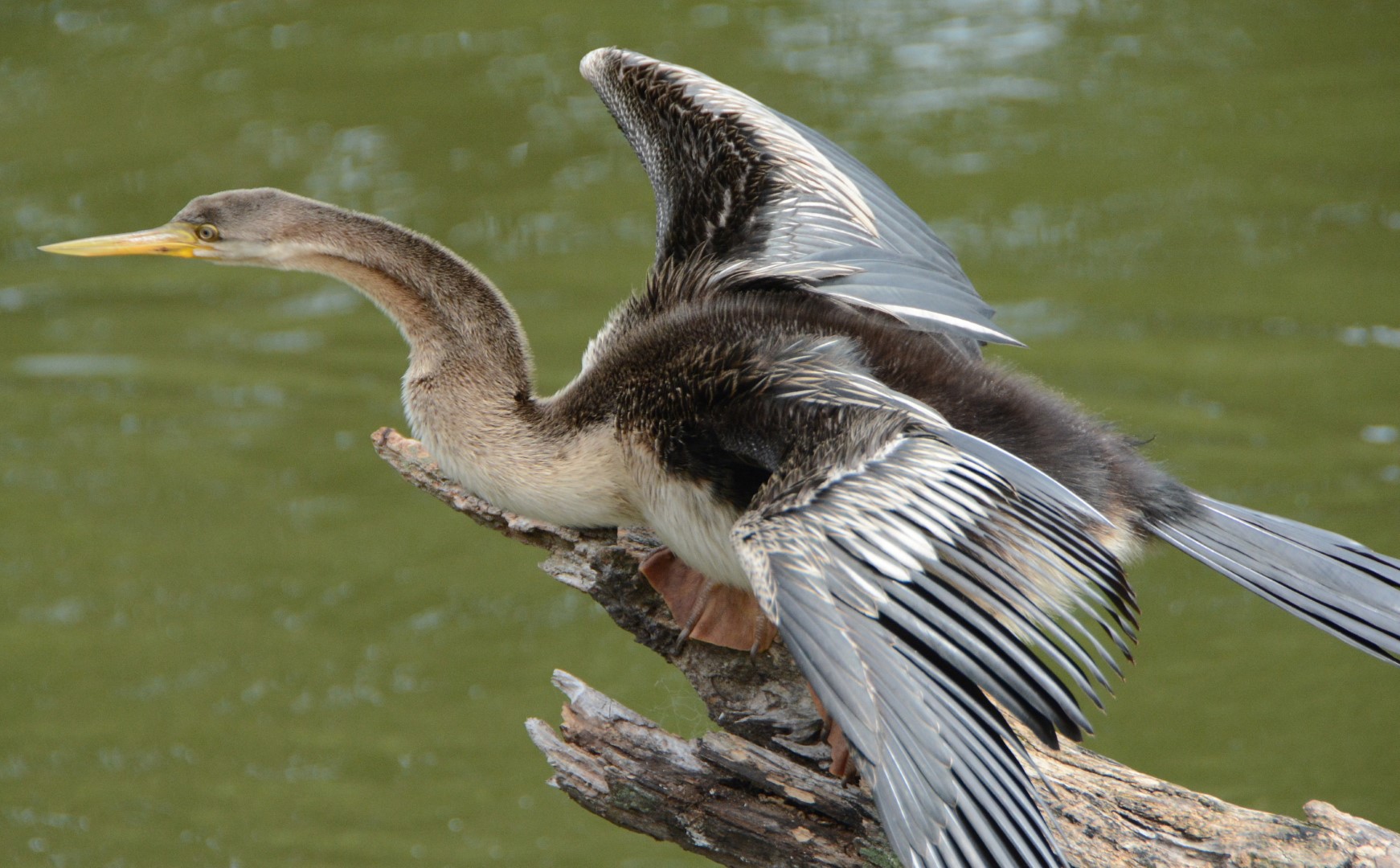 Australasian Darter