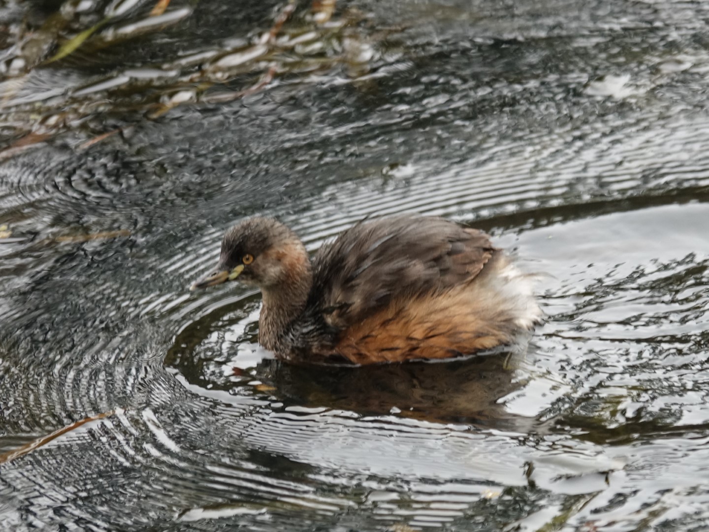 Australasian Grebe