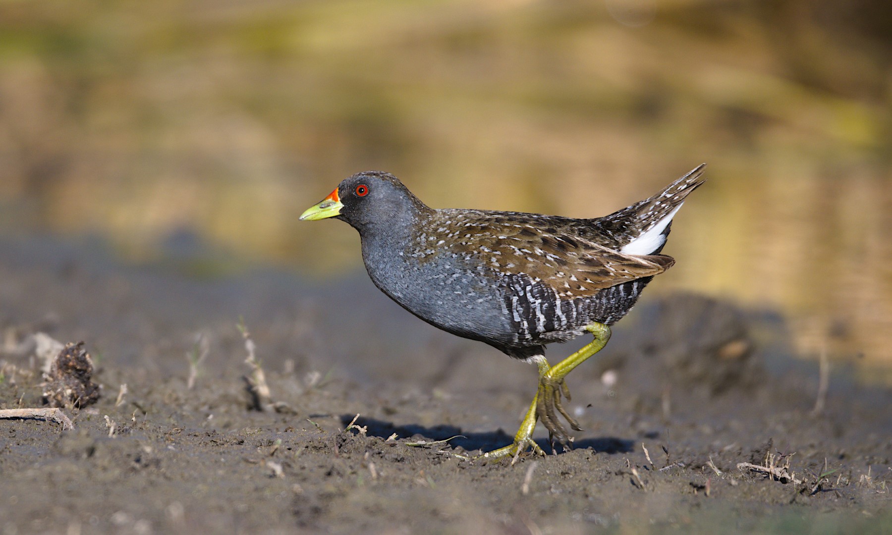 Australian Crake
