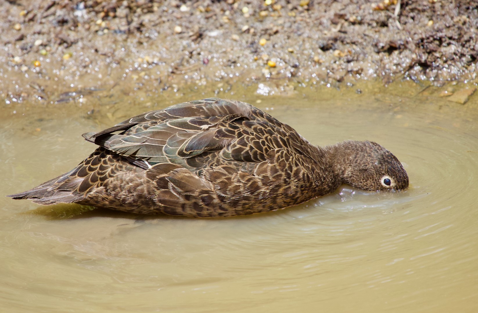 Australian Green-winged Teal