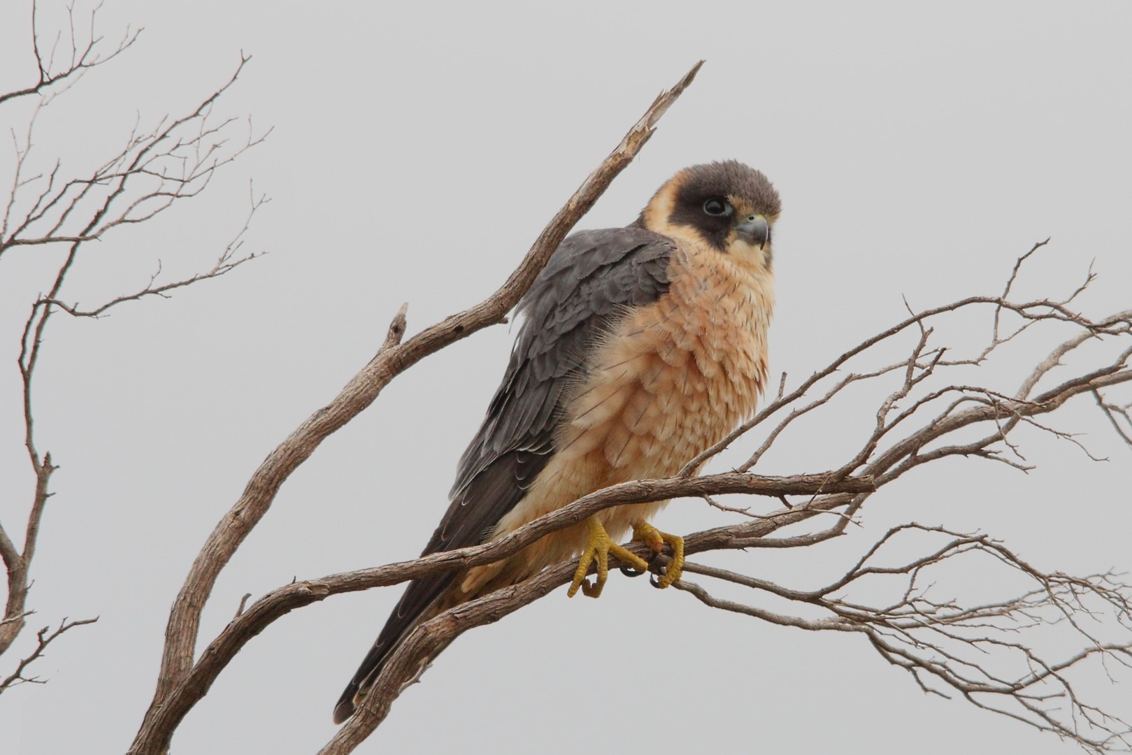 Australian Hobby