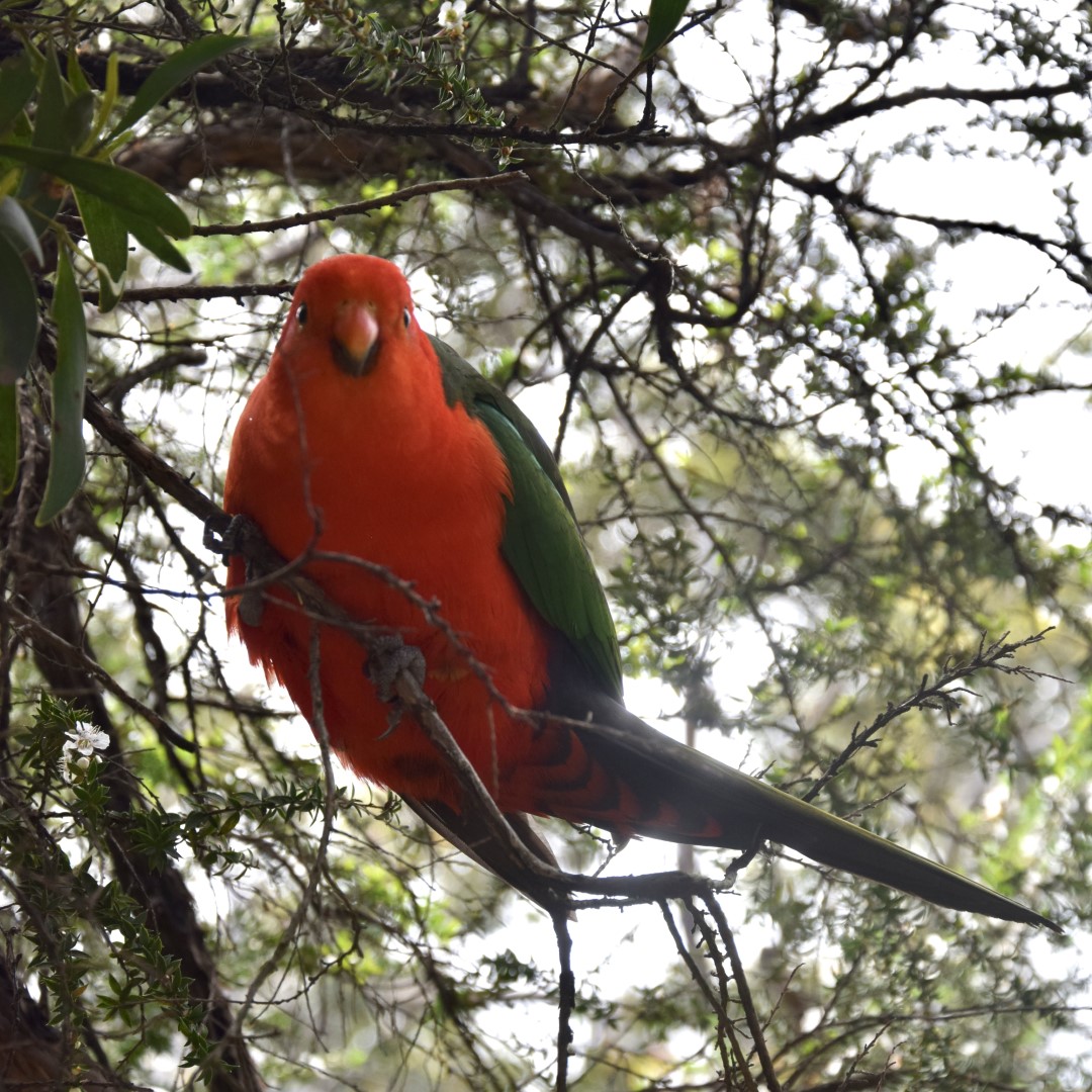 Australian King Parrot