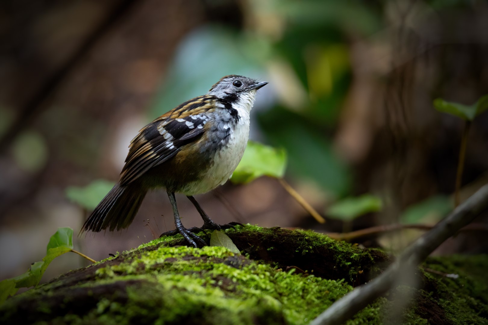 Australian Logrunner
