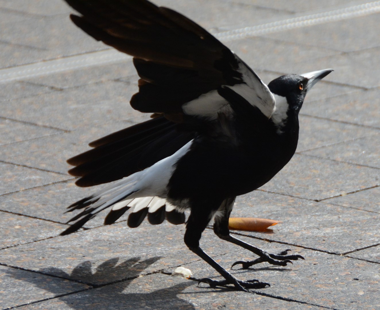 Australian Magpie