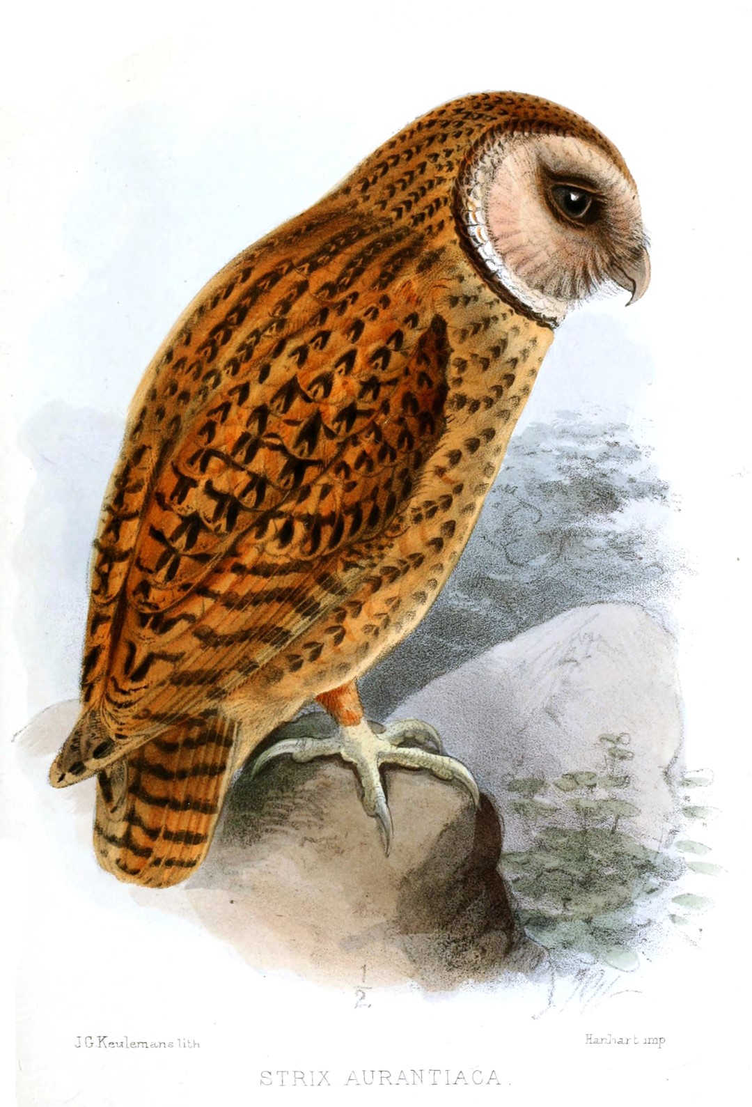 Australian Masked Owl