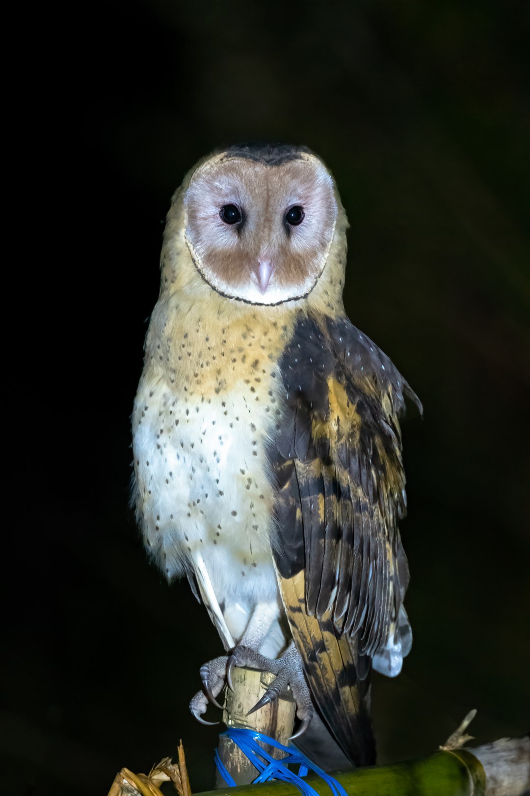 Australian Masked Owl
