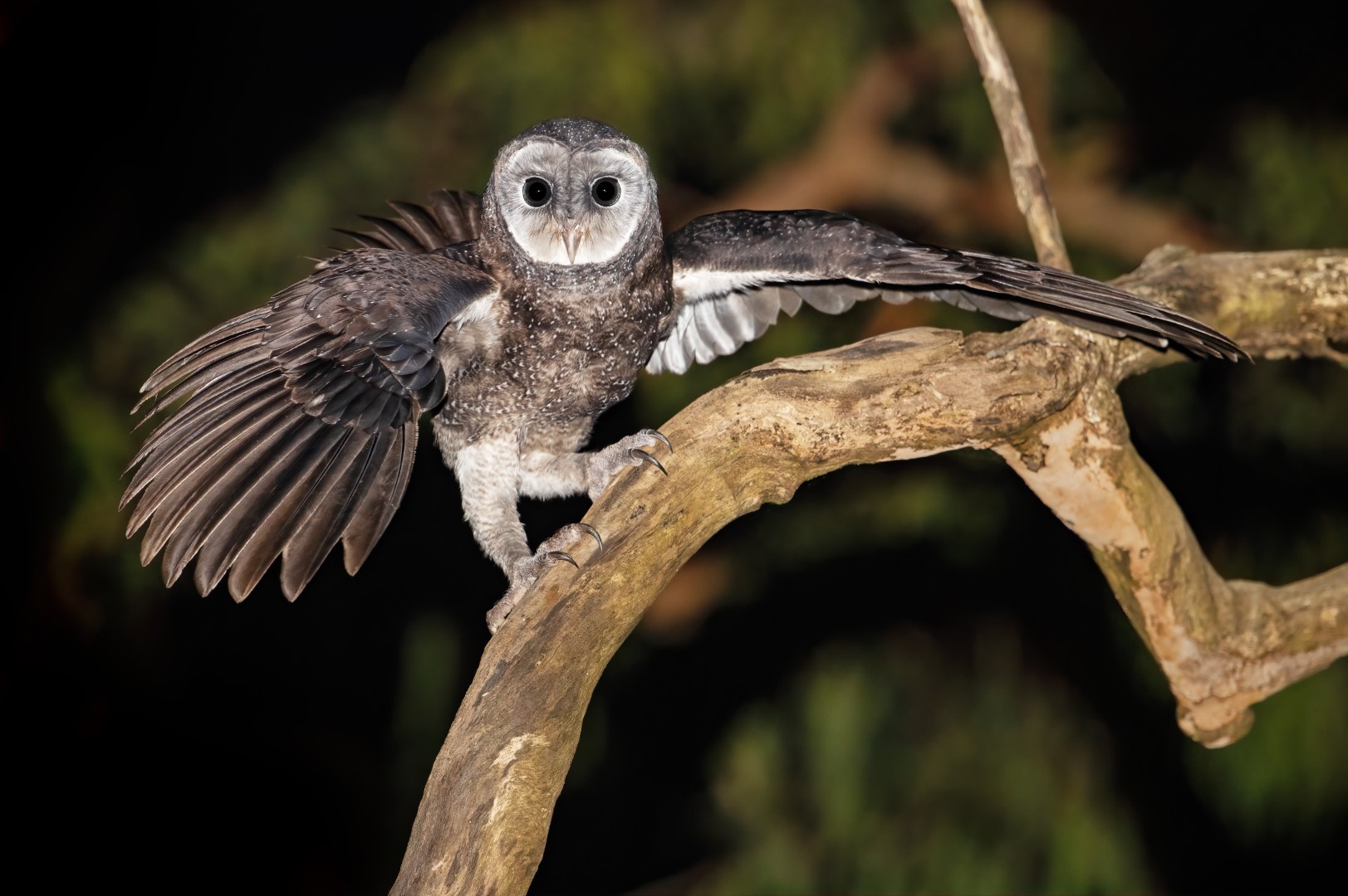 Australian Masked Owl