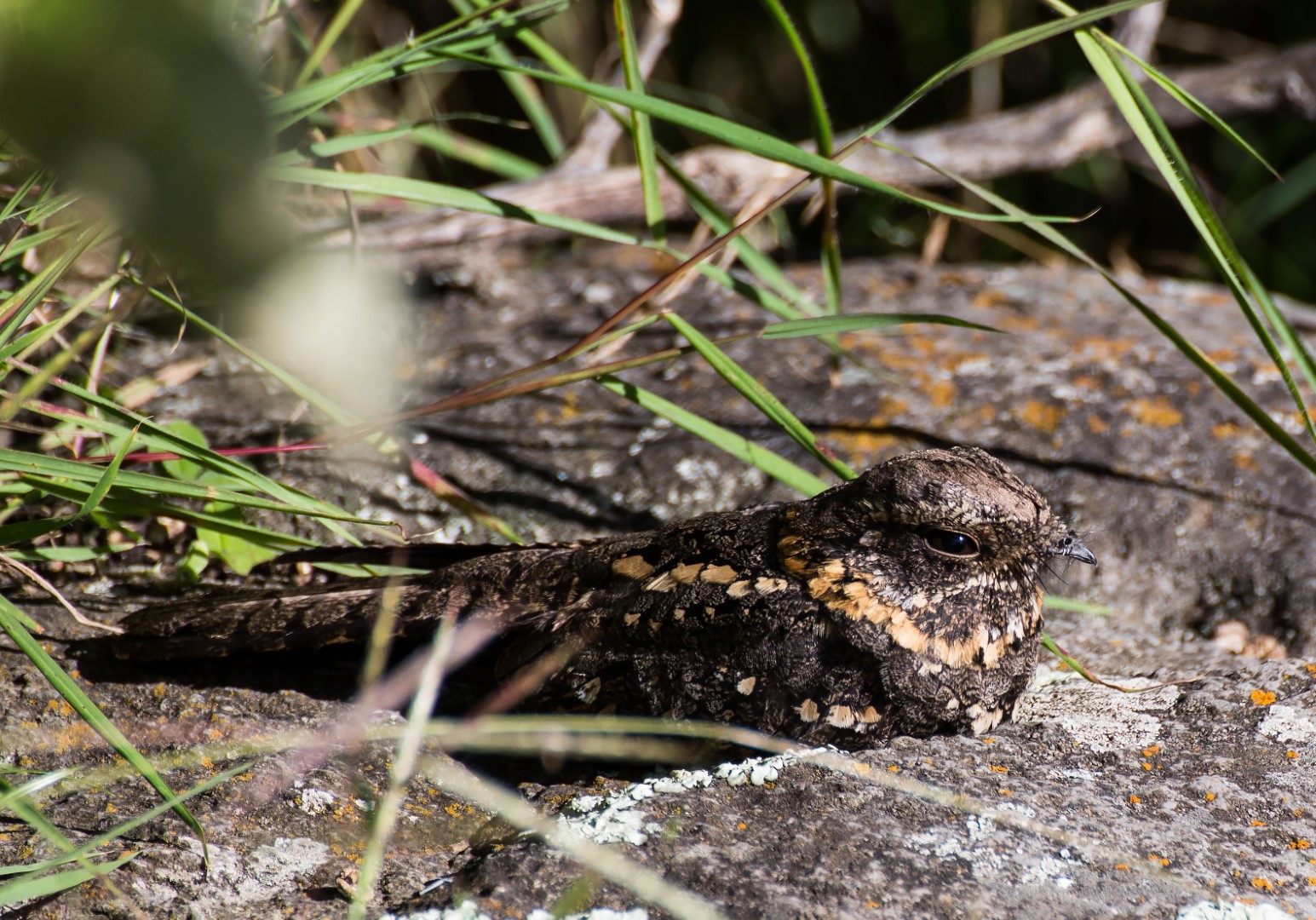 Australian Owlet-nightjar