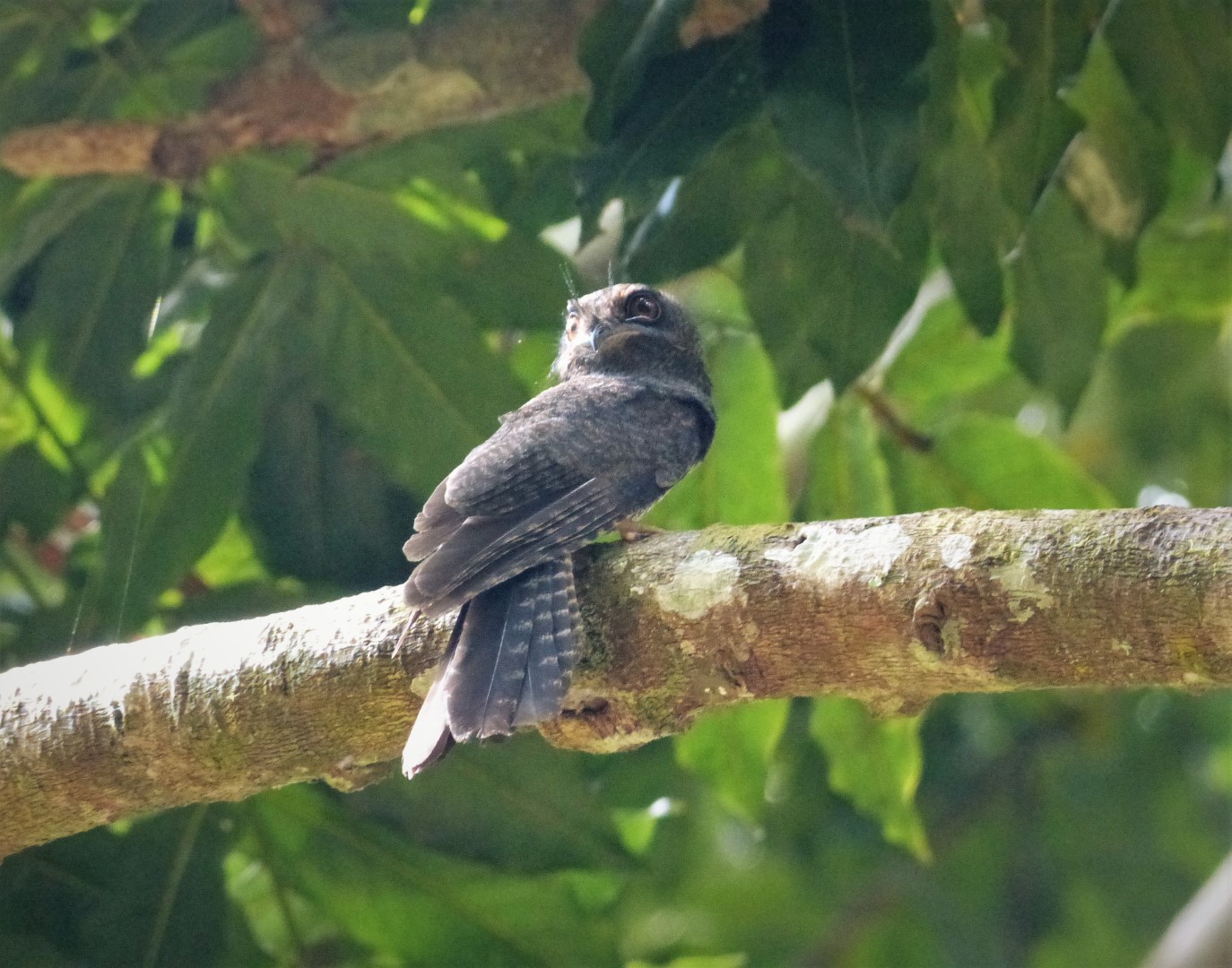Australian Owlet-nightjar