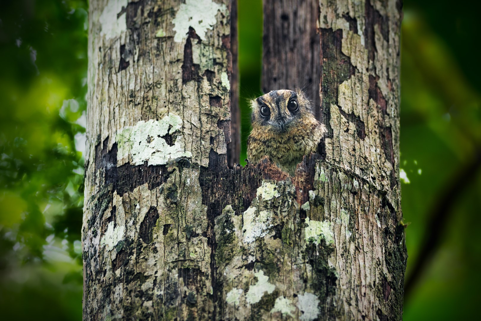 Australian Owlet-nightjar
