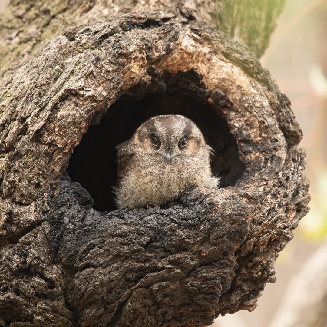 Australian Owlet-nightjar