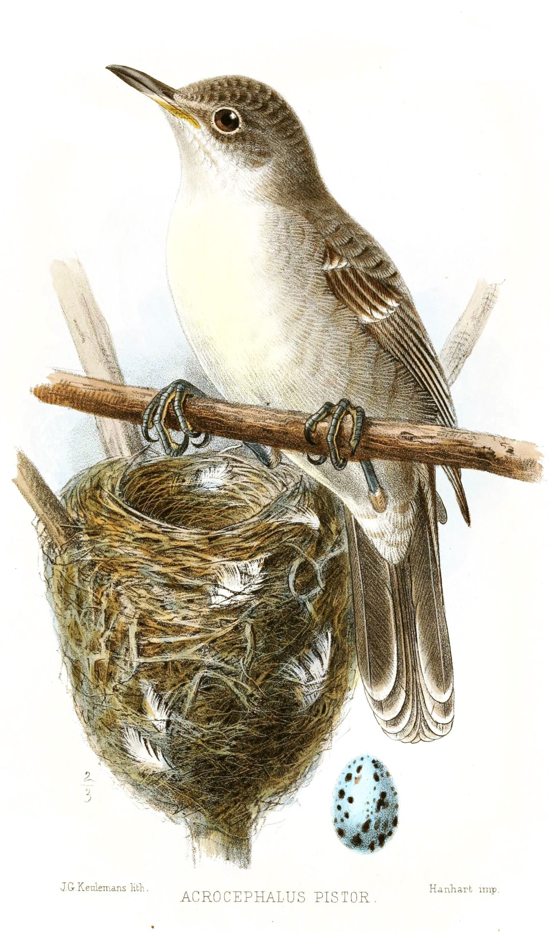 Australian Reed Warbler