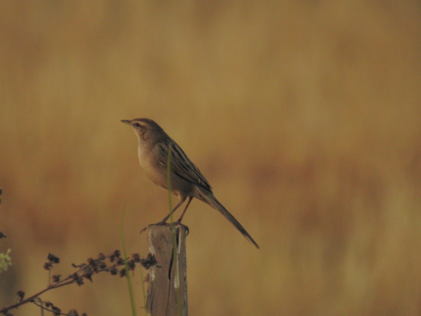 Australian Reed Warbler