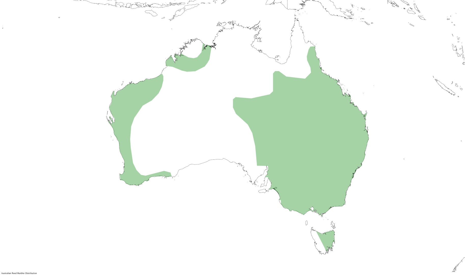 Australian Reed Warbler