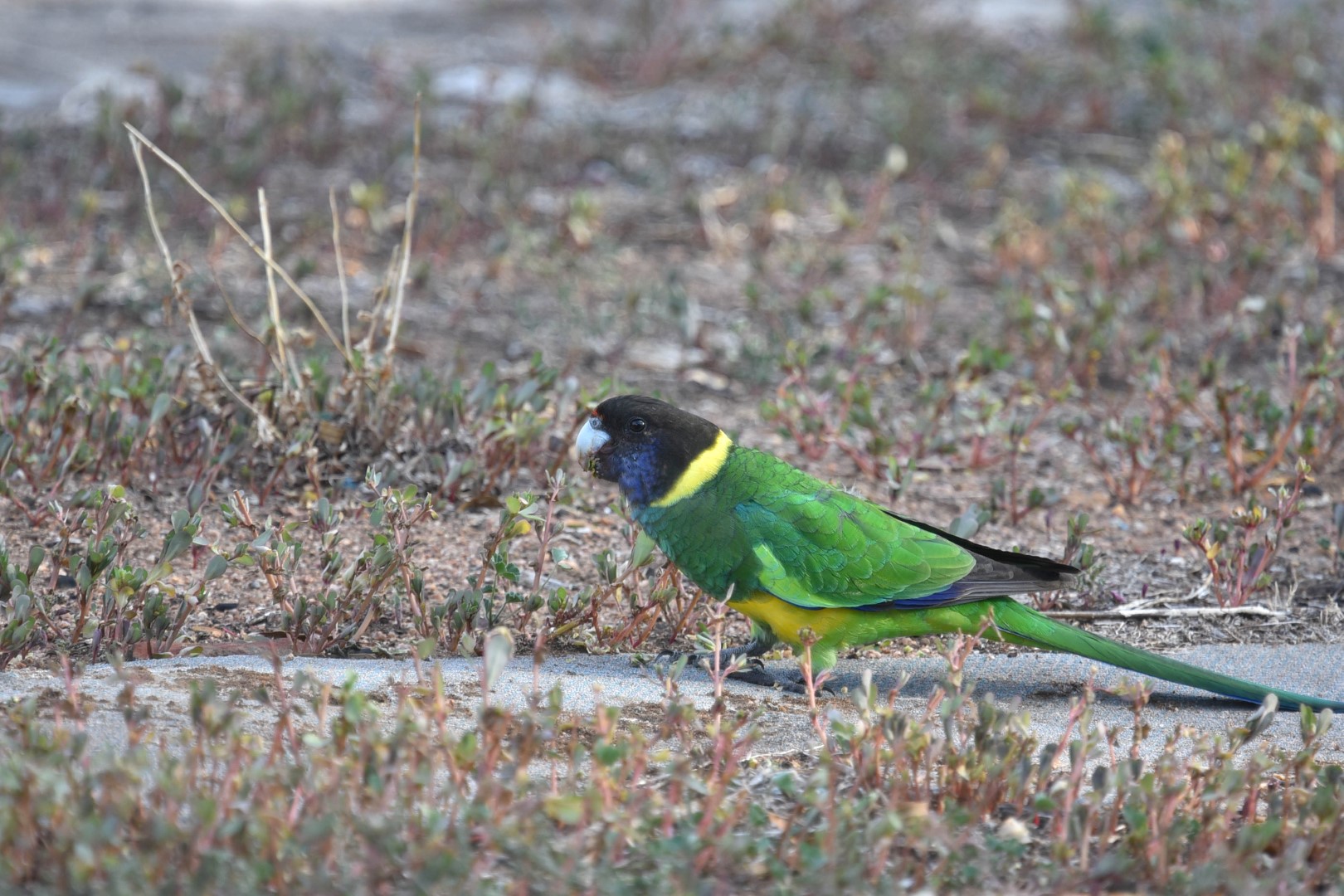 Australian Ringneck