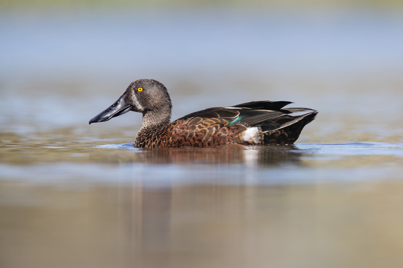 Australian Shoveler